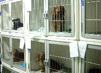 06-12pet-hotel.jpg