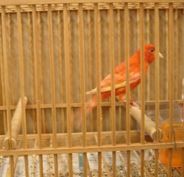 0701kanaria.jpg