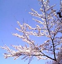 070412sakura.jpg