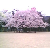 070413tourokushou-sakura.jpg