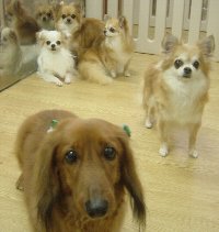 0704takahasi-tiwawa-dakkusu.jpg