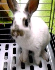 071104mini-usagi.jpg