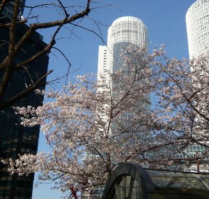 080404nagoya-sakura.jpg