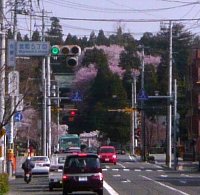 080412roushougouu-sakura.jpg