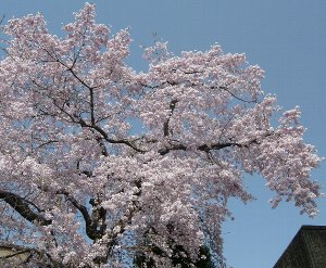 080415sakura-mankai.jpg