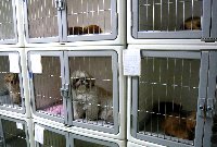 080502pet-hotel.jpg