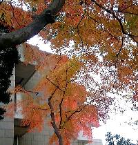 081118_momiji.jpg