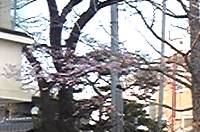 090405_sakura.jpg