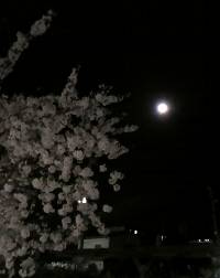 090410_sakura-manngetu.jpg