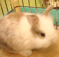 miniusagi0609.jpg