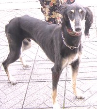 saru-ki-naijyeru.jpg
