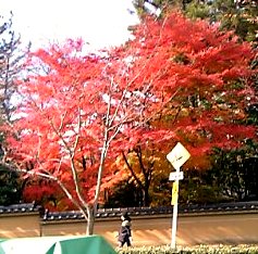 segakuinmae-momiji.jpg