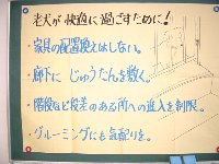 シニア犬.jpg