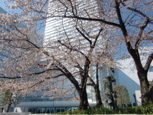 120404saitama-sakura