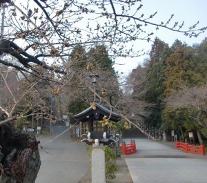 130406toushouguu-sakura