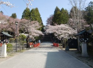 130414toushouguu-sakura1