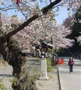 130414toushouguu-sakura2