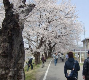 130416senbon-hodou