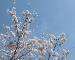 130416toushouguu-sakura