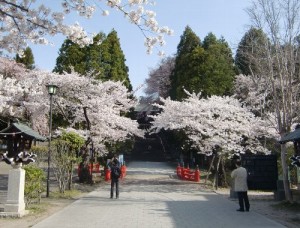 130416toushouguu-sakura1