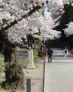 130416toushouguu-sakura2