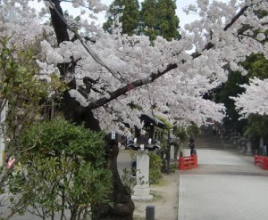 130417sakura1