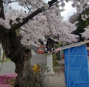 130419sakura1