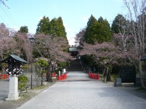 140410toushouguu-wsakura1