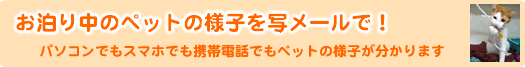 �����蒆�ł��y�b�g�̗l�q�����C�u�J�����ŁI�p�\�R���E�g�ѓd�b���猩�邱�Ƃ��o���܂�