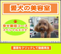 ムービー再生