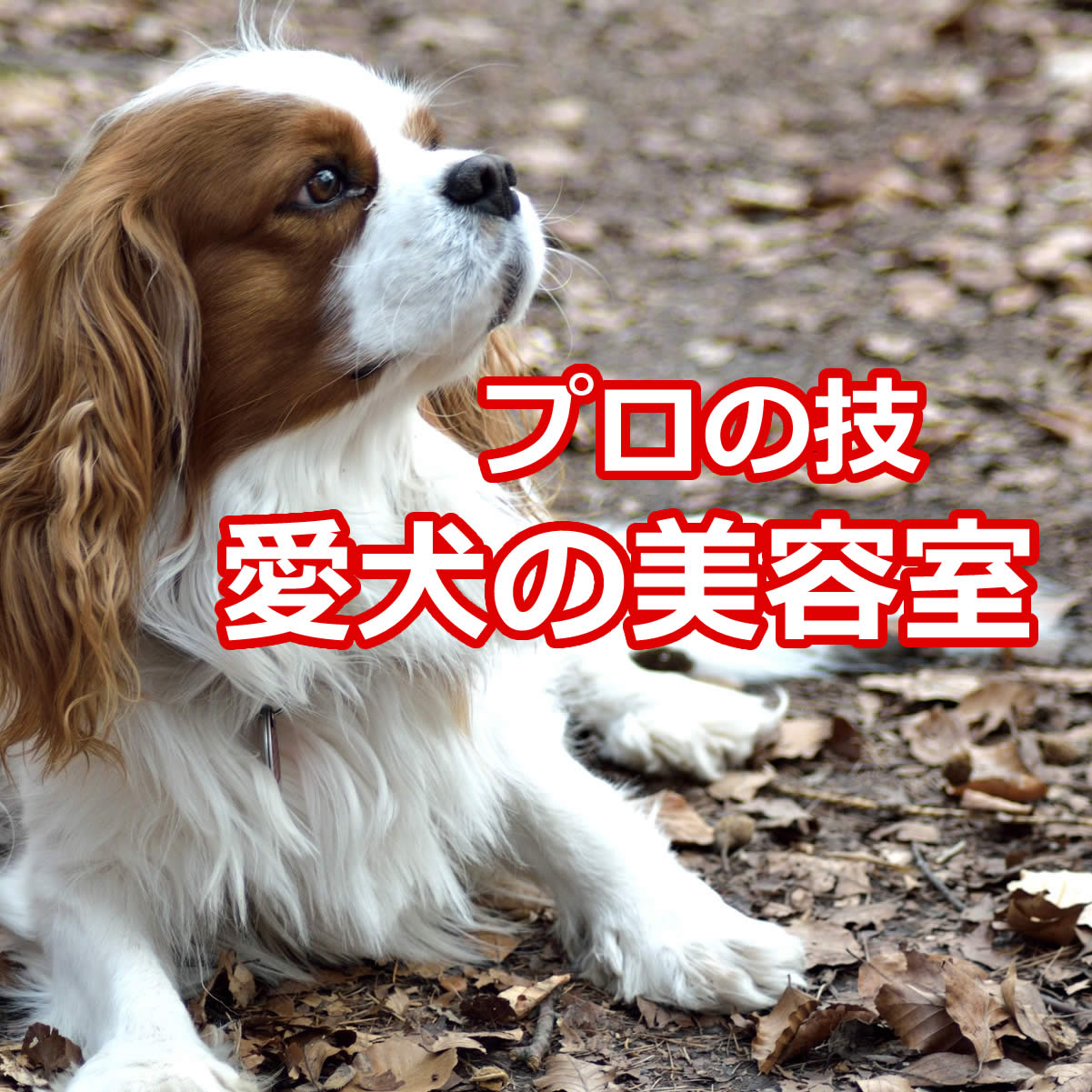 ペットショップさまん ペットホテル 愛犬のトリミング ペット用品宅配 仙台市青葉区宮町 ペットショップさまん ペットホテル 愛犬のトリミング ペット用品宅配 仙台市青葉区宮町